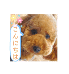 トイプーマモの戯言2（個別スタンプ：9）