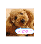 トイプーマモの戯言2（個別スタンプ：11）