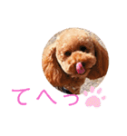 トイプーマモの戯言2（個別スタンプ：12）
