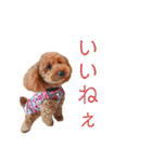トイプーマモの戯言2（個別スタンプ：13）