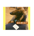 ロン吉の日常（個別スタンプ：5）