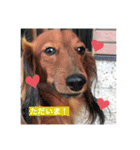 ロン吉の日常（個別スタンプ：6）