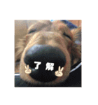ロン吉の日常（個別スタンプ：9）