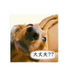 ロン吉の日常（個別スタンプ：18）