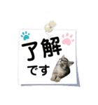 こねこ☆すたんぷ☆大人☆敬語（個別スタンプ：5）