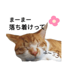 上から目線な猫たち（個別スタンプ：1）