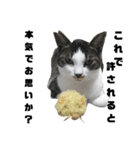 上から目線な猫たち（個別スタンプ：2）