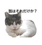 上から目線な猫たち（個別スタンプ：3）