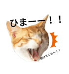 上から目線な猫たち（個別スタンプ：4）