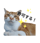 上から目線な猫たち（個別スタンプ：5）