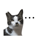 上から目線な猫たち（個別スタンプ：6）