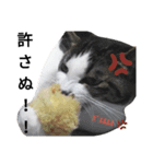 上から目線な猫たち（個別スタンプ：7）