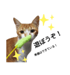 上から目線な猫たち（個別スタンプ：8）