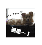 ポメックスの日常⑤（個別スタンプ：4）