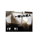 ポメックスの日常⑤（個別スタンプ：11）