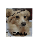 ポメックスの日常⑤（個別スタンプ：14）