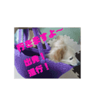 ポメックスの日常⑤（個別スタンプ：21）