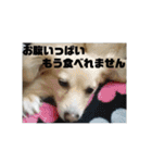 ポメックスの日常⑤（個別スタンプ：24）