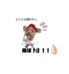 ぬいぐるみじゃないよわんころだよ（個別スタンプ：3）