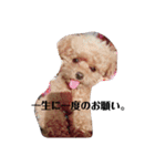 ぬいぐるみじゃないよわんころだよ（個別スタンプ：7）