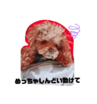 ぬいぐるみじゃないよわんころだよ（個別スタンプ：10）