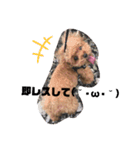 ぬいぐるみじゃないよわんころだよ（個別スタンプ：11）