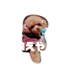 ぬいぐるみじゃないよわんころだよ（個別スタンプ：13）
