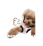ぬいぐるみじゃないよわんころだよ（個別スタンプ：15）