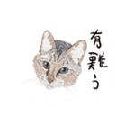 ゆるり関西弁キャット（個別スタンプ：16）