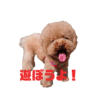 simple_takky01（個別スタンプ：1）