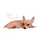 てみちゃんのきもち（個別スタンプ：1）