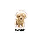 ななつのけだまみれ（個別スタンプ：4）