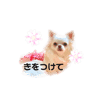可愛いルルのおはなし❸（個別スタンプ：16）