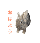 ろくと、仲間たち（個別スタンプ：1）