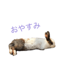ろくと、仲間たち（個別スタンプ：2）
