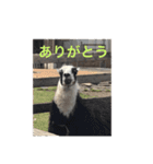 ろくと、仲間たち（個別スタンプ：4）