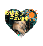 うさぎ★ほめ子（個別スタンプ：1）