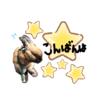 うさぎ★ほめ子（個別スタンプ：3）