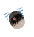 チワるんるん（個別スタンプ：1）