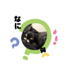 チワるんるん（個別スタンプ：3）