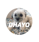 O.ノエル（個別スタンプ：19）