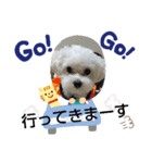 マルプーのクルミ2（個別スタンプ：6）