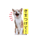 ねーねと僕2（個別スタンプ：14）