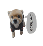 2003.01.01（個別スタンプ：4）