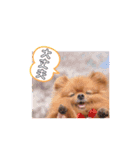 ちびポメ  第三弾（個別スタンプ：3）