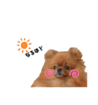 ちびポメ  第三弾（個別スタンプ：14）