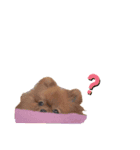 ちびポメ  第三弾（個別スタンプ：20）