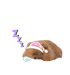 ちびポメ  第三弾（個別スタンプ：21）