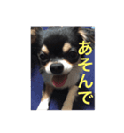 べこ君の気持ち ロングコートチワワ（個別スタンプ：1）