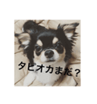 べこ君の気持ち ロングコートチワワ（個別スタンプ：6）
